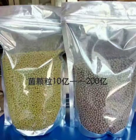 點(diǎn)擊查看詳細(xì)信息<br>標(biāo)題：枯草芽孢桿菌菌劑顆粒 閱讀次數(shù)：4188