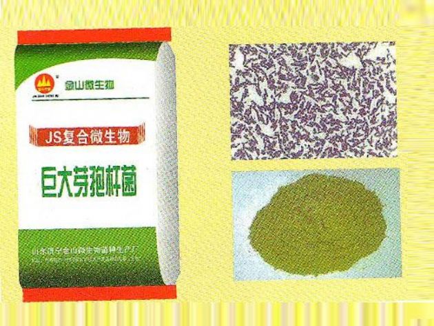 點(diǎn)擊查看詳細(xì)信息<br>標(biāo)題：巨大芽孢桿菌 閱讀次數(shù)：2821